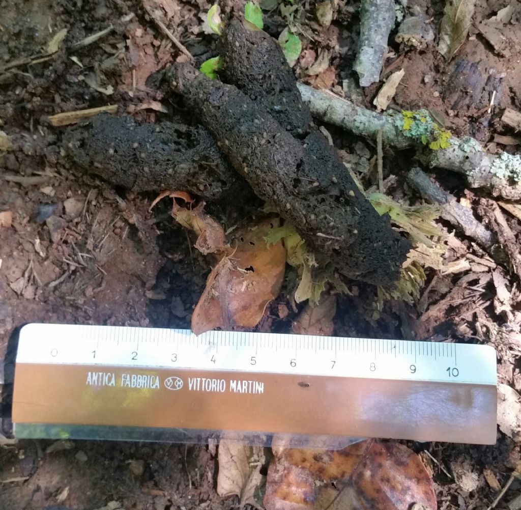 Escrementi di volpe?